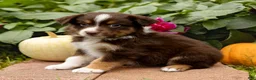 Miniature Australian Shepherd dogs for sale: Kerwin - Ad 2