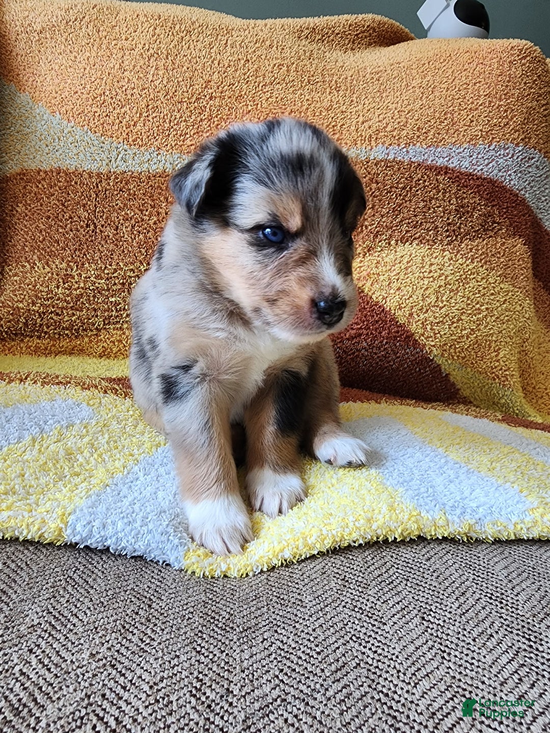 Mixed Breed dogs for sale: Maverick - Ad 2