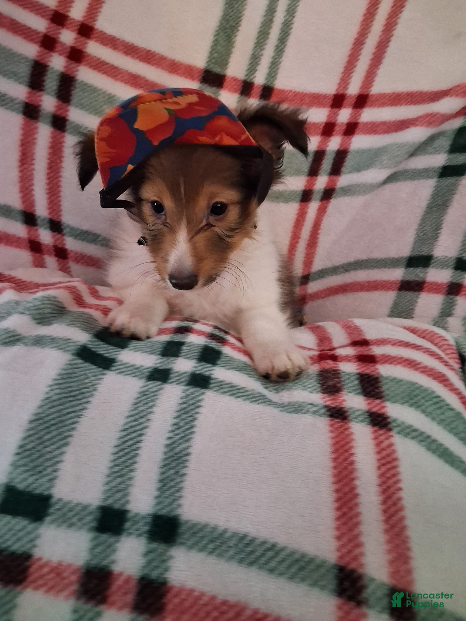 Shetland Sheepdog dogs Articus - Ad 4