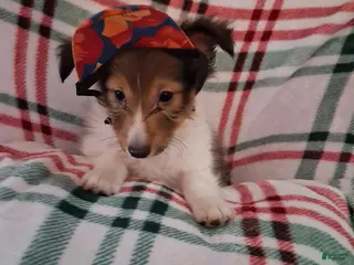 Shetland Sheepdog dogs Articus - Ad 35