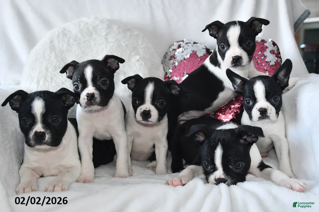 Boston Terrier dogs for sale: Debbie - Ad 3