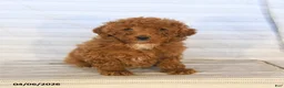 Mini Goldendoodle dogs for sale: Charlie - Ad 3