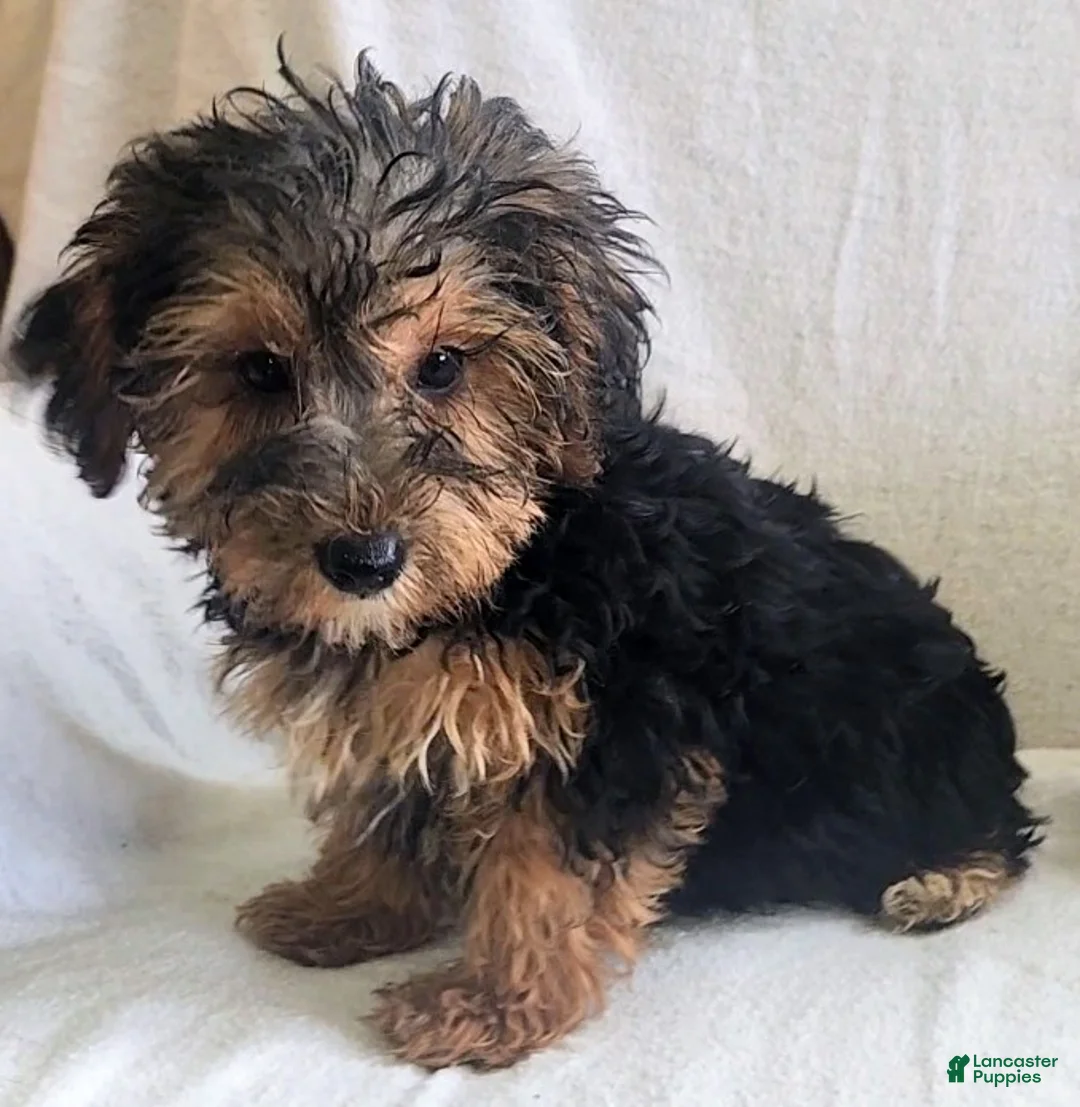Yorkiepoo dogs for sale: Ziggy - Ad 1