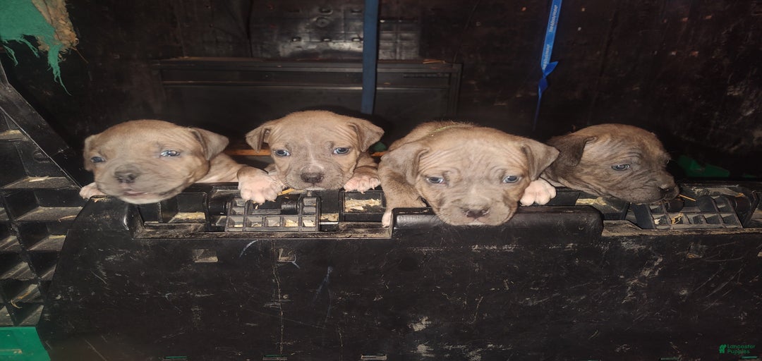 Gallery Image {{count}}