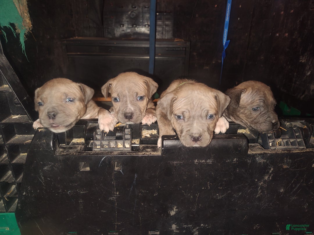 Gallery Image {{count}}