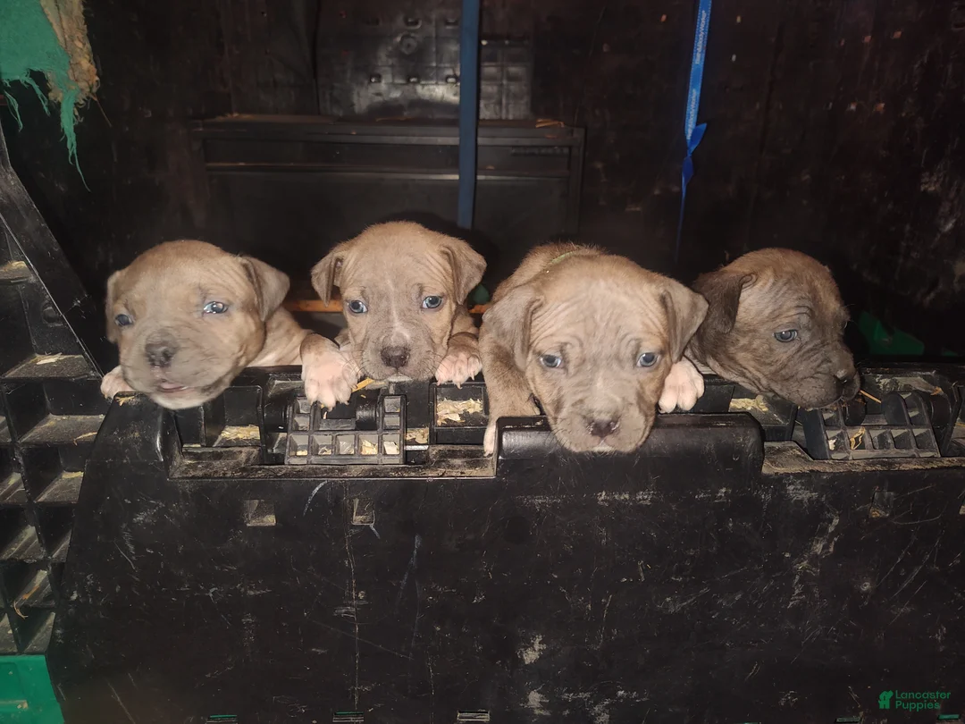 Gallery Image {{count}}