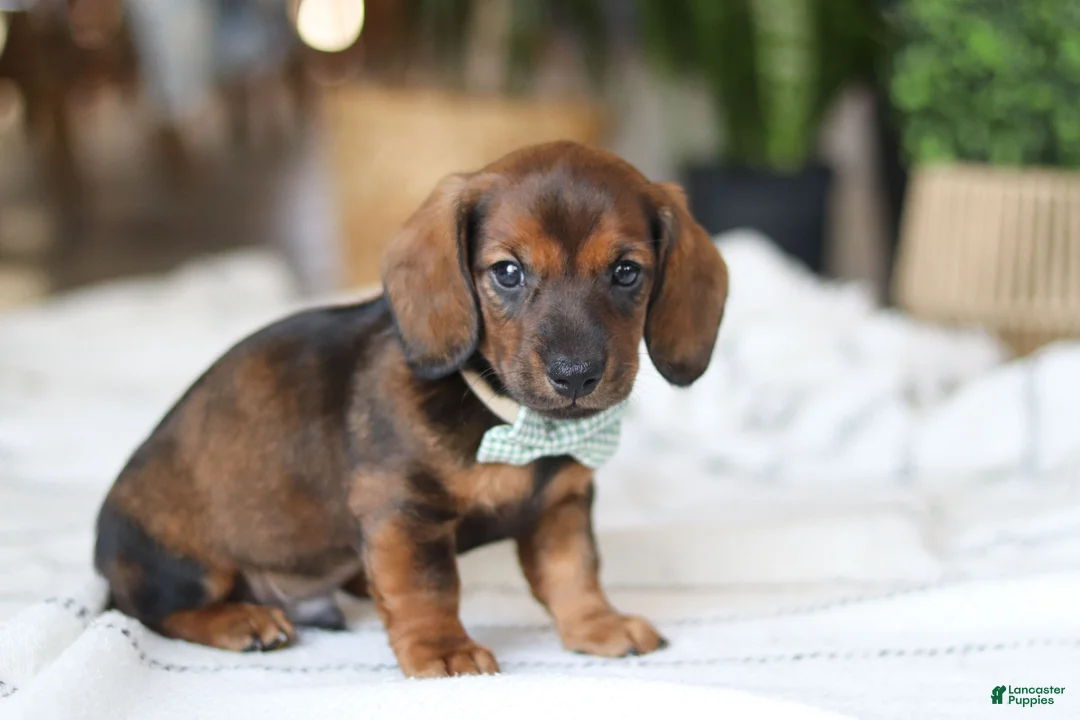 Miniature Dachshund dogs for sale: Bratwurst - Ad 5