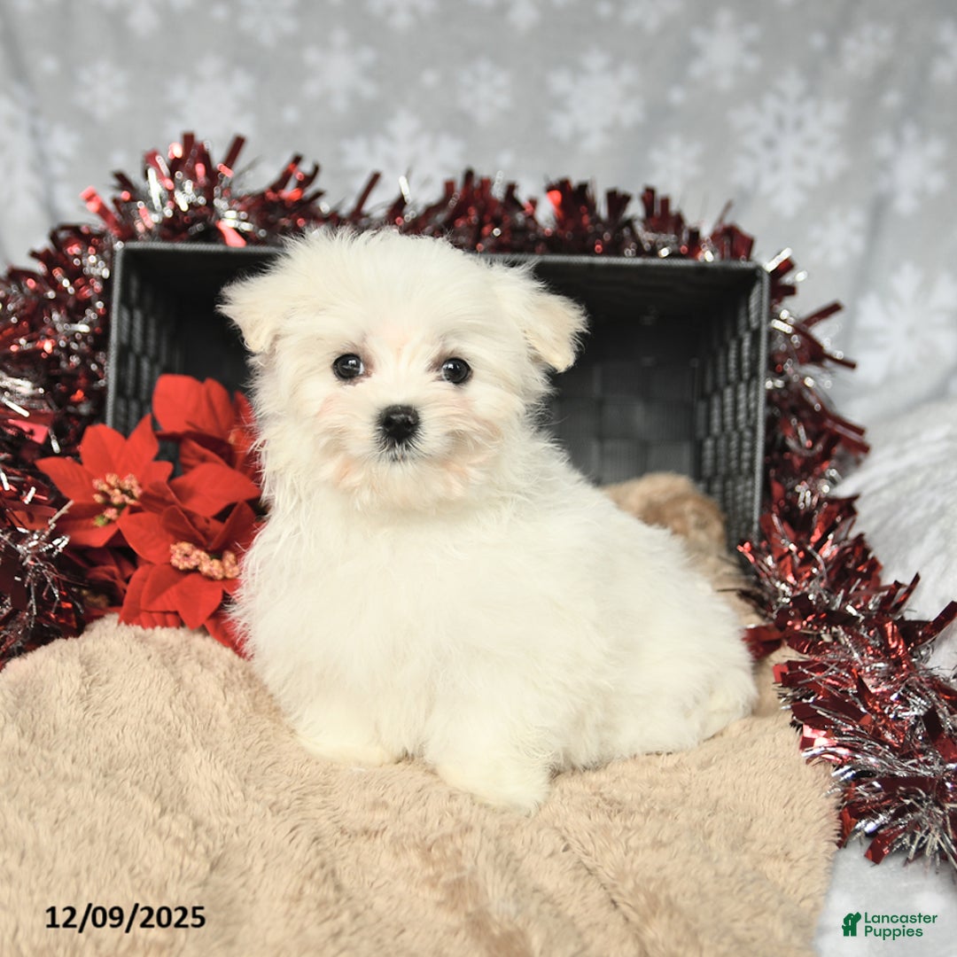 Maltese dogs for sale: Holiday - Ad 1
