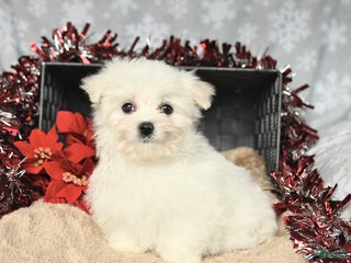 Maltese dogs Holiday - Ad 1