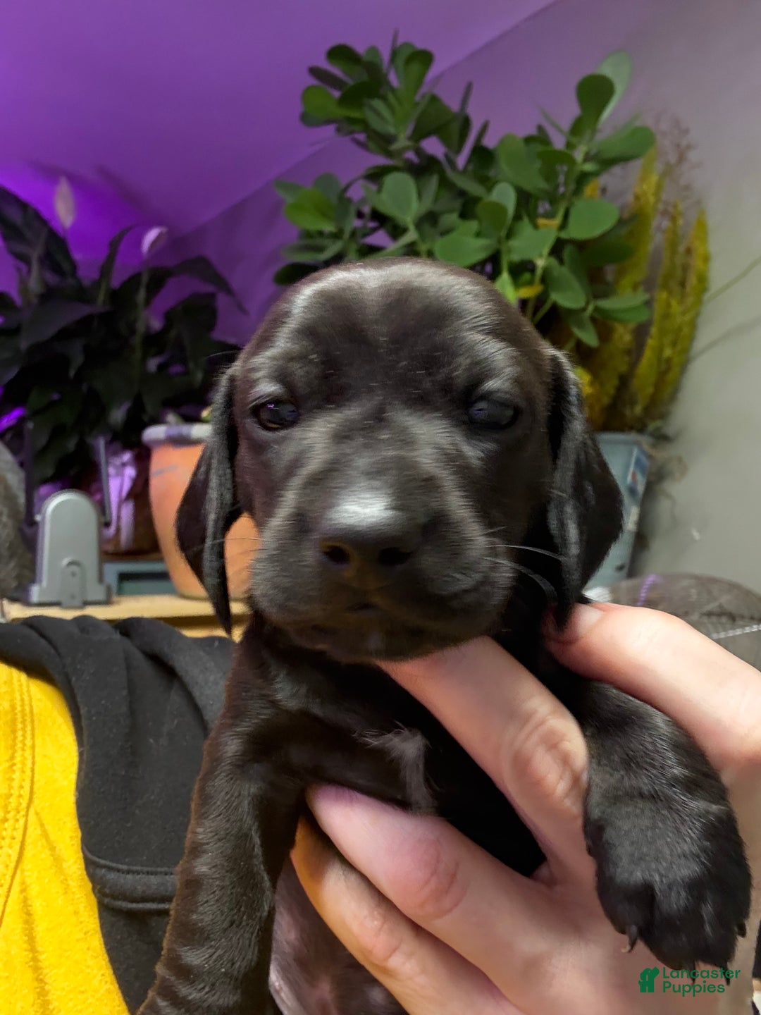 Miniature Dachshund dogs for sale: Miniature Dachshund Puppy 2 - Ad 1