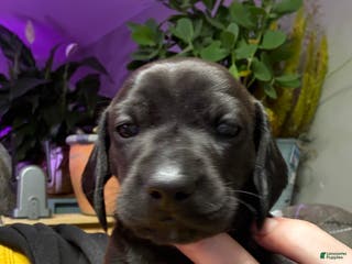 Miniature Dachshund dogs Miniature Dachshund Puppy 2 - Ad 12