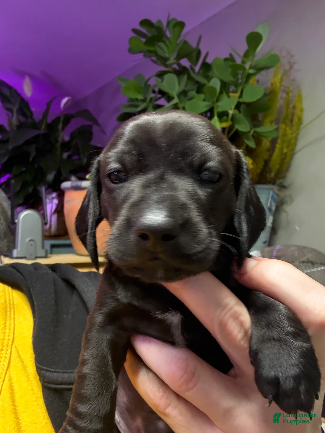 Miniature Dachshund dogs for sale: Miniature Dachshund Puppy 2 - Ad 1