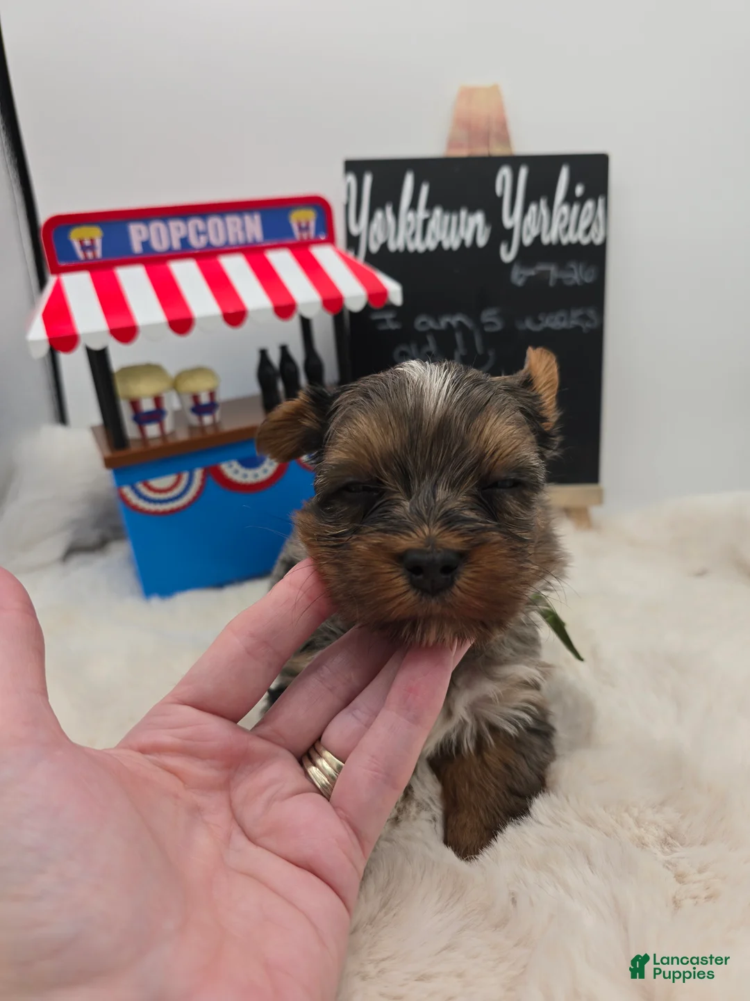 Yorkshire Terrier dogs for sale: Marley - Ad 1
