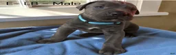 Cane Corso dogs for sale: Cane Corso light Blue - Ad 1