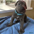 Cane Corso light Blue