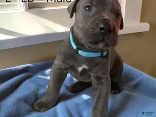 Cane Corso dogs Cane Corso light Blue - Ad 18