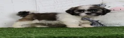 Shih Tzu dogs for sale: Josh - Ad 4