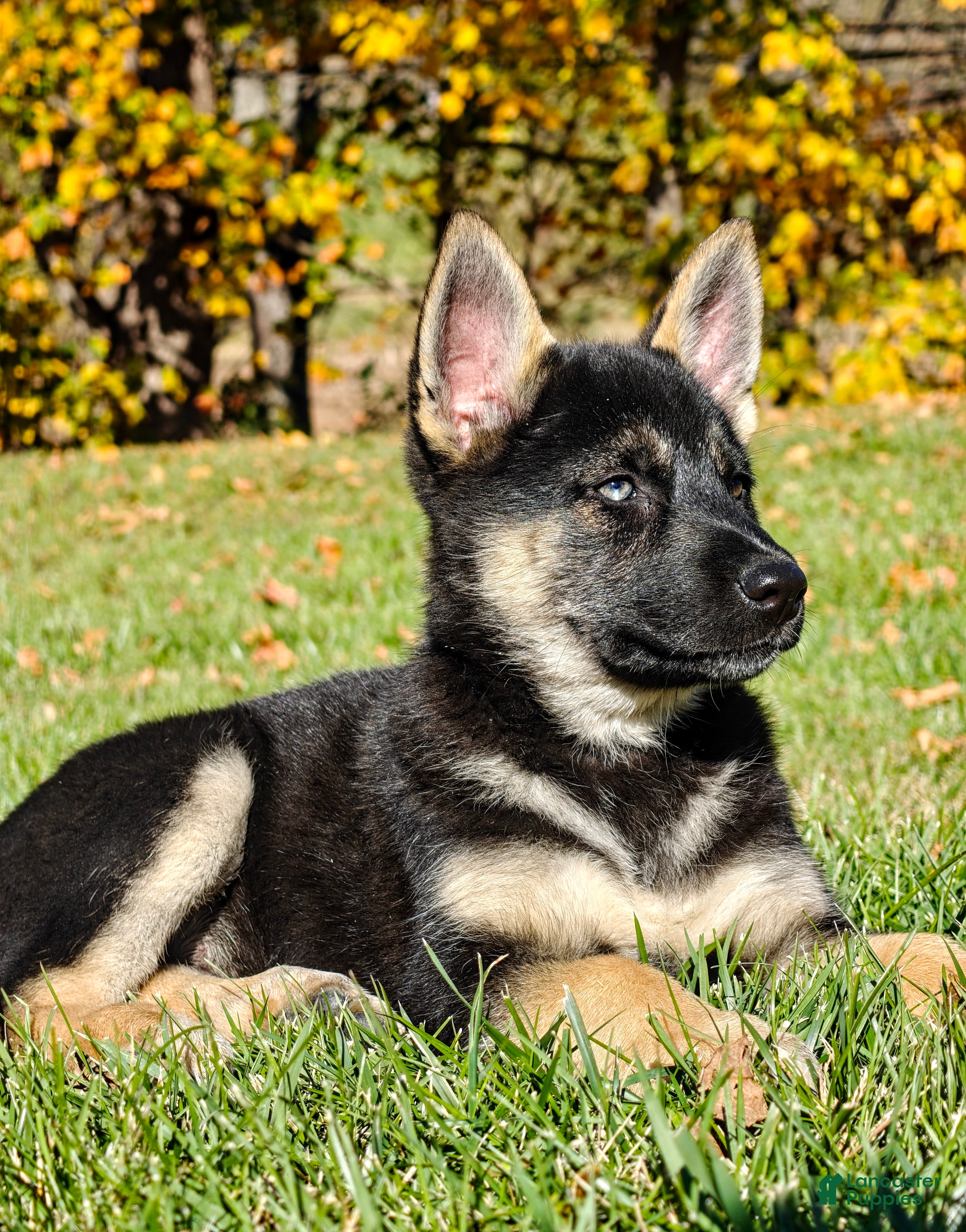 Gerberian Shepsky Puppies for sale | Lancaster Puppies