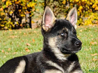 Gerberian Shepsky dogs - Ad 31