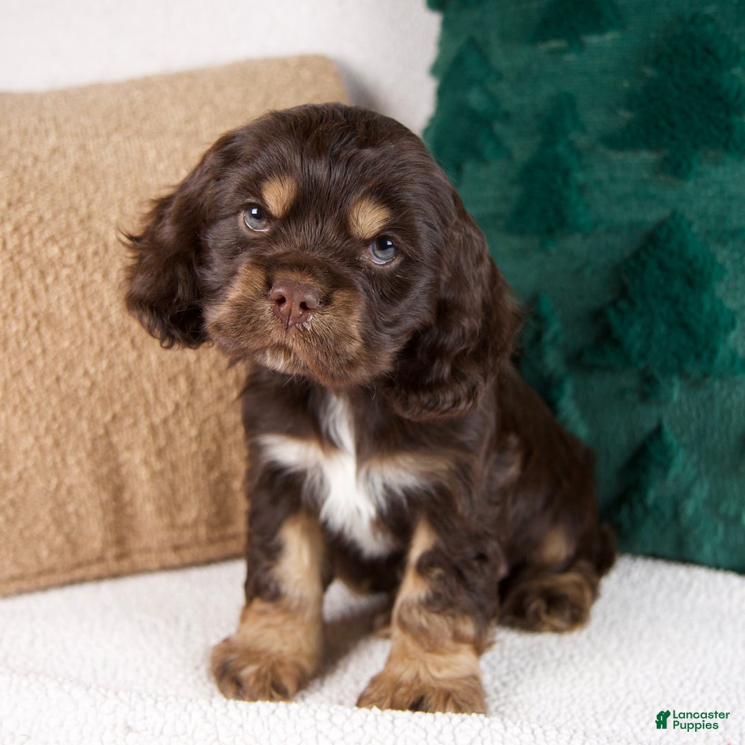 Cocker Spaniel dogs for sale: Riley - Ad 3