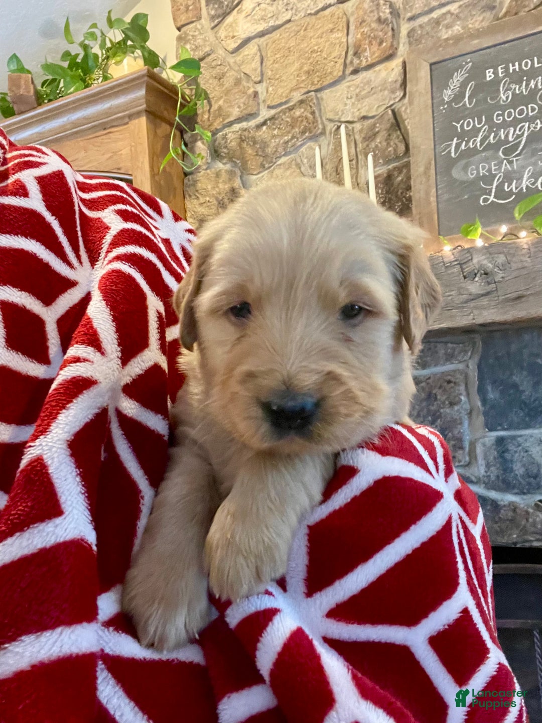 Golden Retriever dogs for sale: Hunter - Ad 3