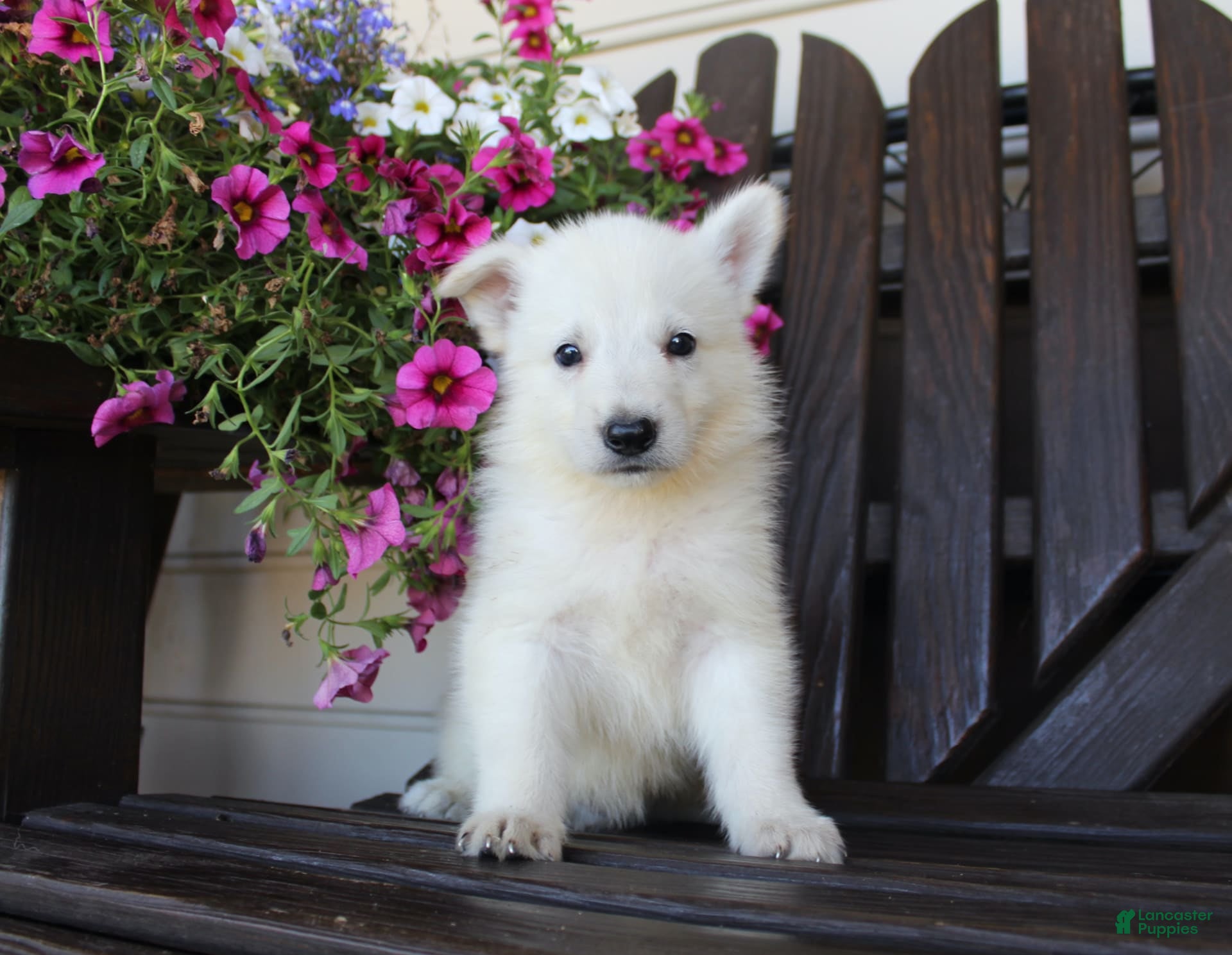 Blue Eyes Albino German Shepherds Blue Eyes Albino German Shepherd
