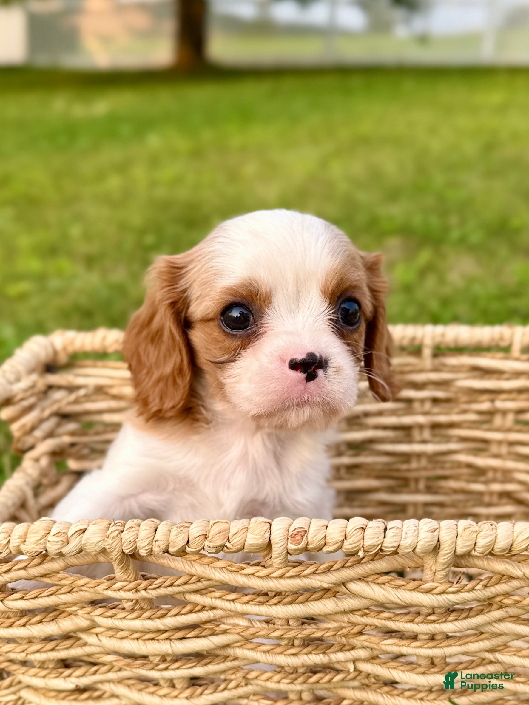 Cavalier King Charles Spaniel dogs Duke - Ad 1