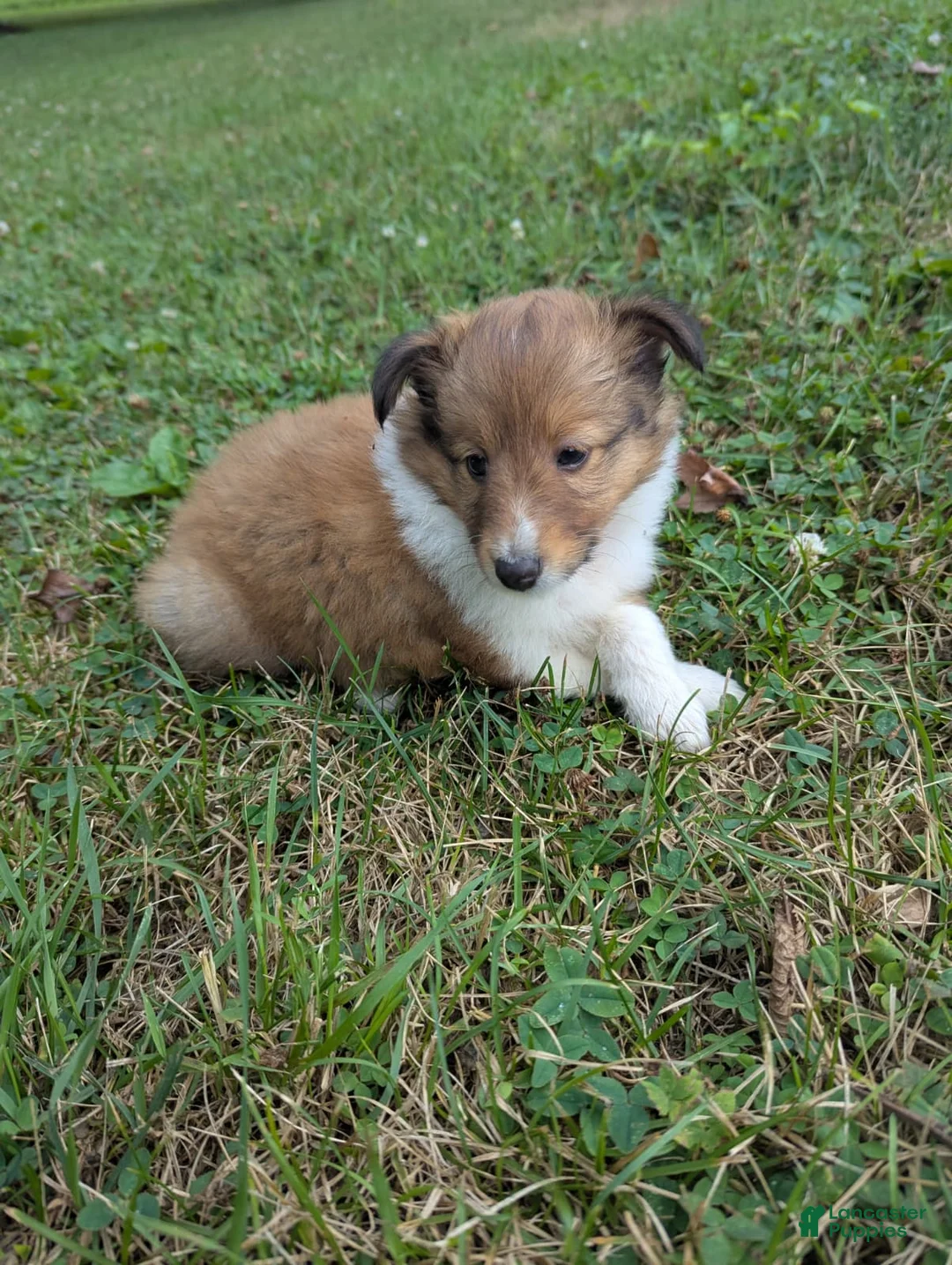 Shetland Sheepdog dogs for sale: Shetland Sheepdog 1 - Ad 2