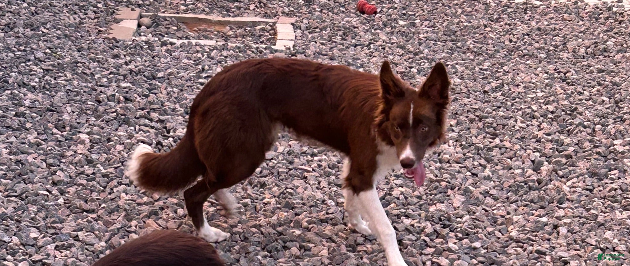 Mixed Breed dogs Mixed Breed 1 - Ad 14
