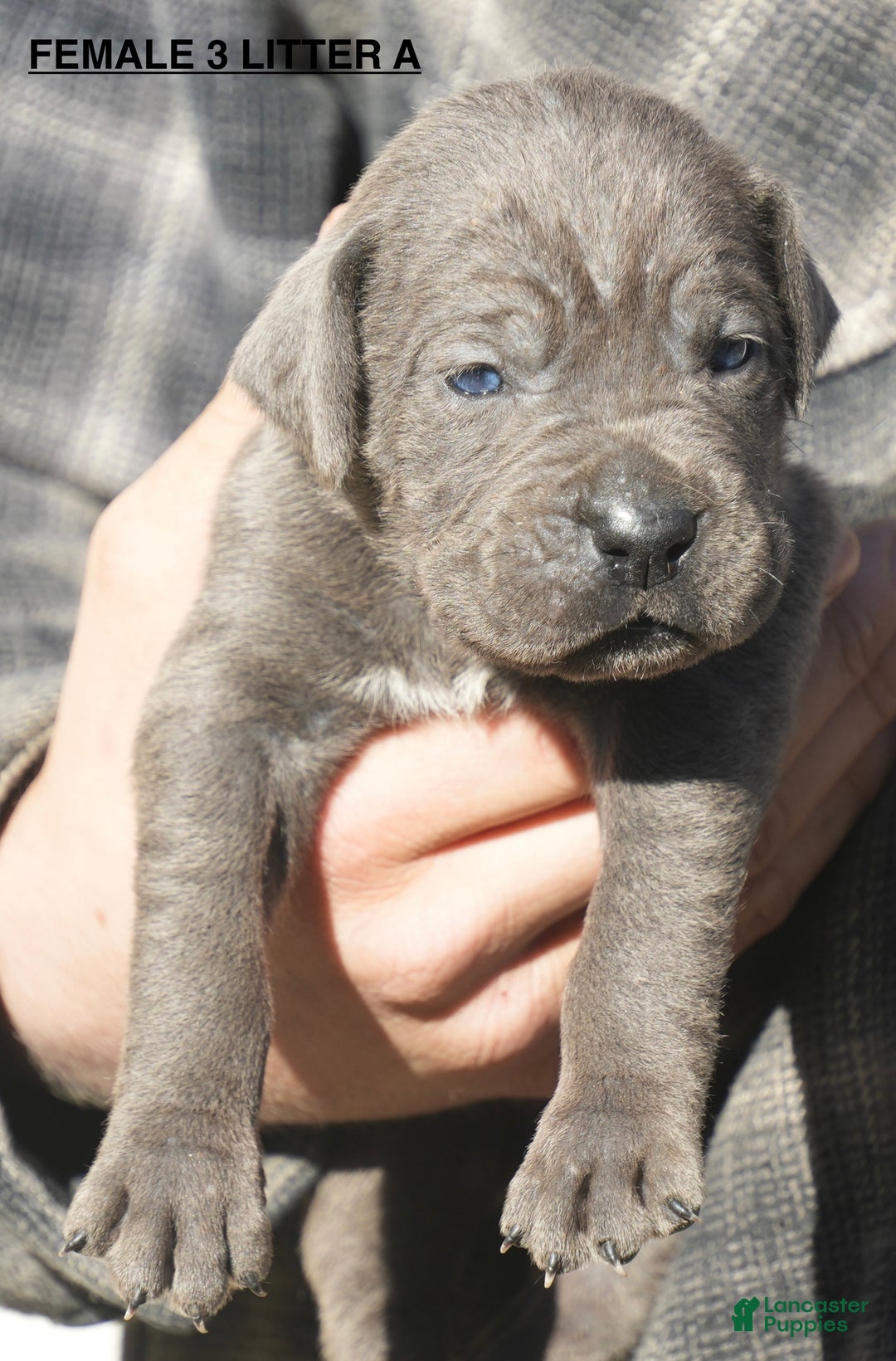 Cane Corso dogs for sale: Cane Corso Puppy 4 - Ad 1