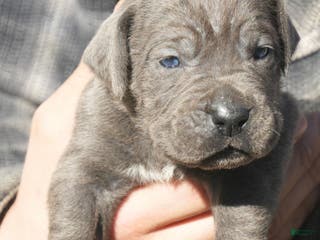 Cane Corso dogs Cane Corso Puppy 4 - Ad 15