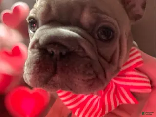 French Bulldog dogs Pebbles - Ad 20