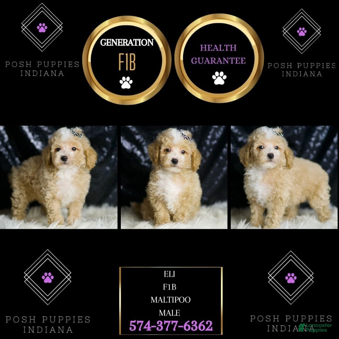 Maltipoo dogs Eli - Ad 2