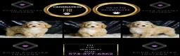 Maltipoo dogs for sale: Eli - Ad 2