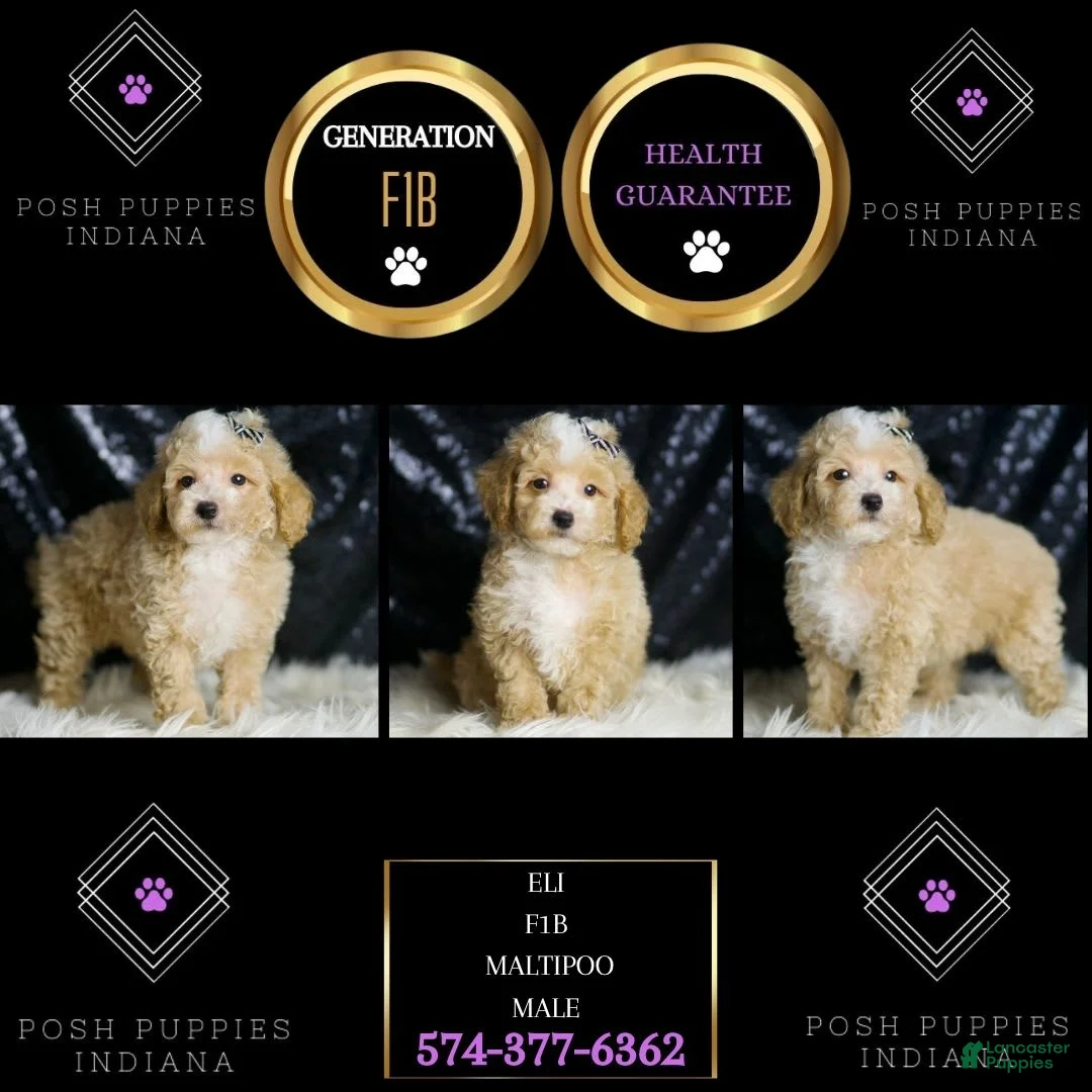 Maltipoo dogs for sale: Eli - Ad 2