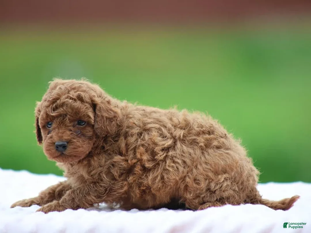 Miniature Poodle dogs for sale: Wynston - Ad 2