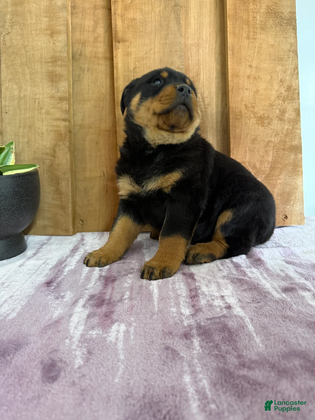 Rottweiler dogs for sale: Lucas - Ad 22