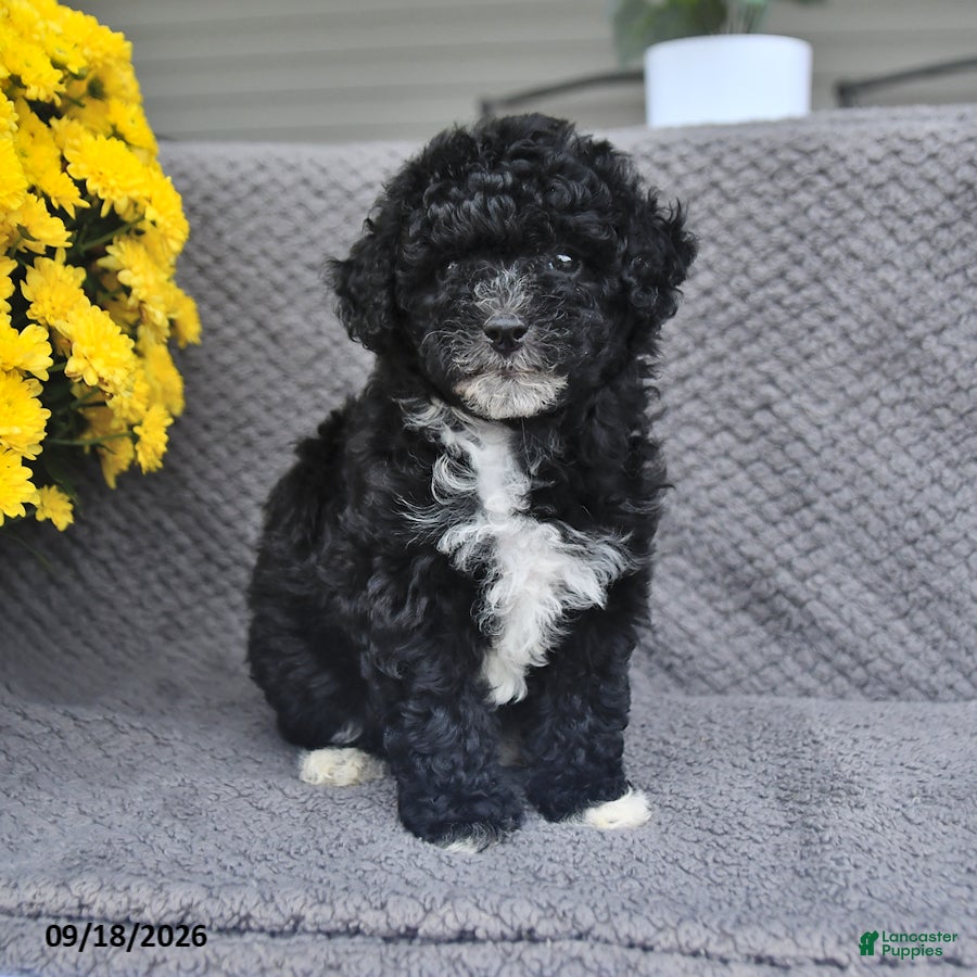 Mini Aussiedoodle dogs Lilly - Ad 1