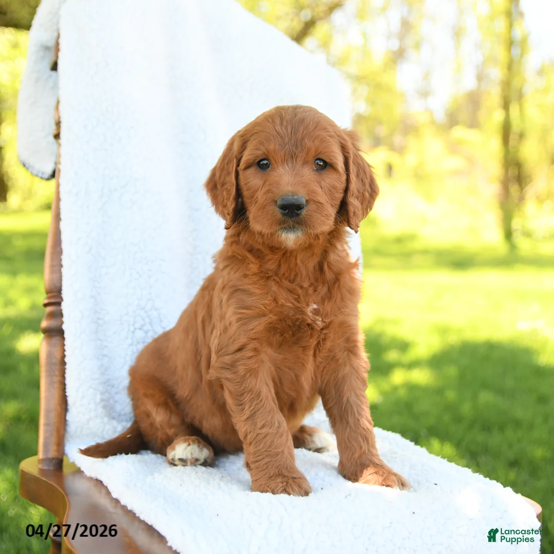 Goldendoodle dogs for sale: Chiffon - Ad 1