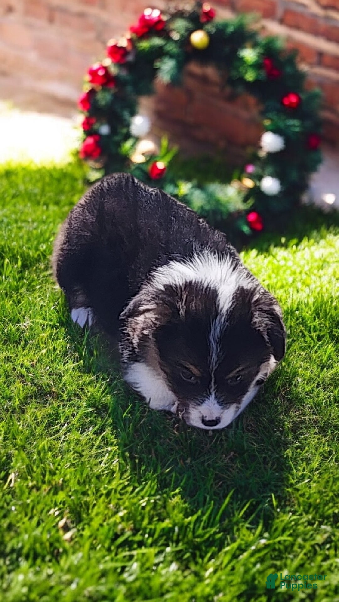 Welsh Corgi Pembroke dogs for sale: Blitzen fluffy  - Ad 5