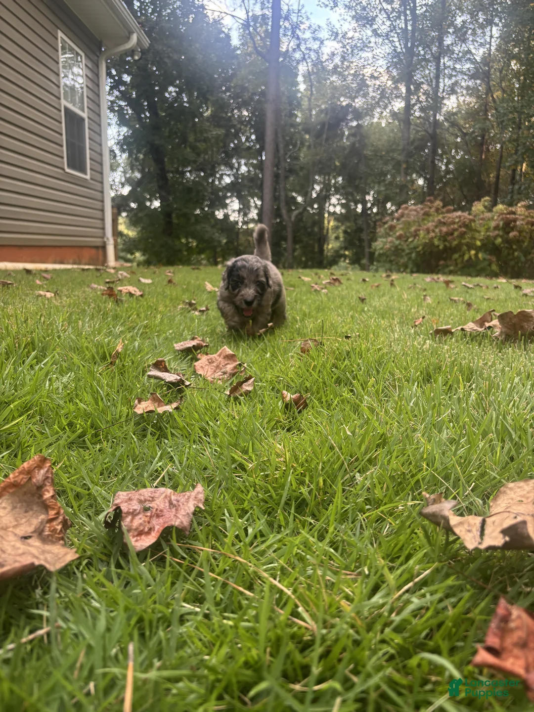 Goldendoodle dogs for sale: Molly - Ad 6