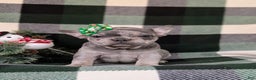 French Bulldog dogs for sale: Darby - Ad 4