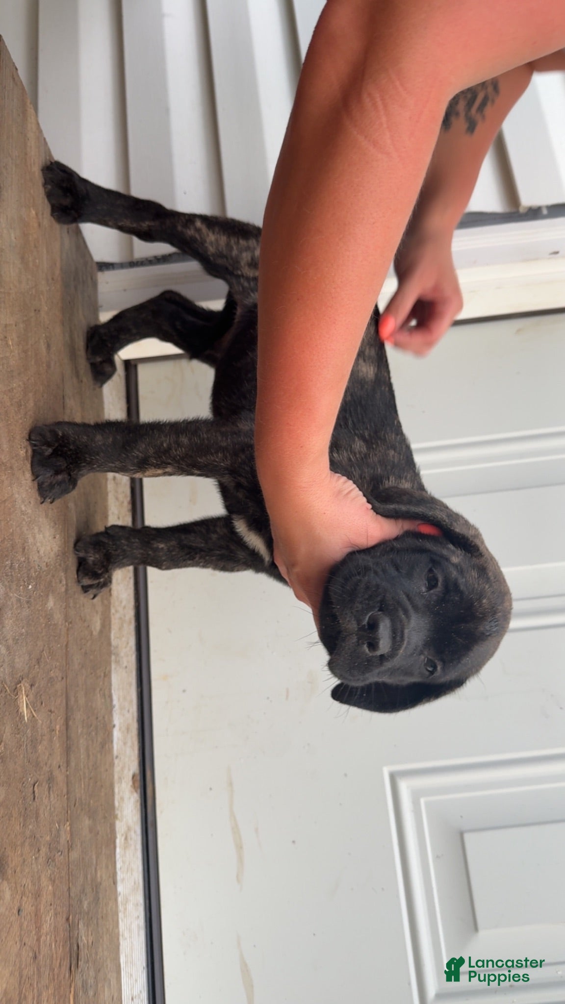 English Mastiff dogs English Mastiff 3 - Ad 4