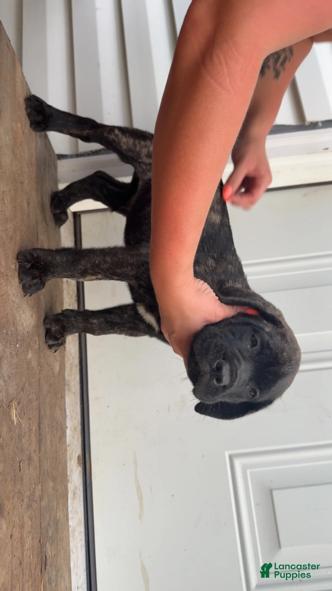 English Mastiff dogs for sale: English Mastiff 3 - Ad 1
