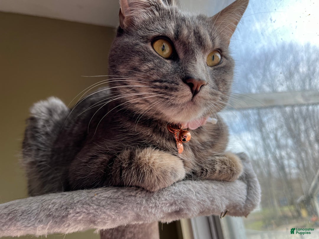 Mixed Breed dogs for sale: rosy - Ad 19