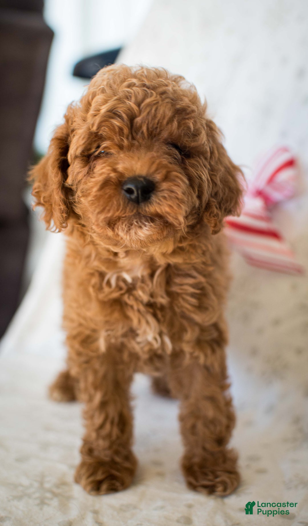 Miniature Poodle dogs for sale: Cinnamon Spice - Ad 1