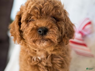 Miniature Poodle dogs for sale: Cinnamon Spice - Ad 1