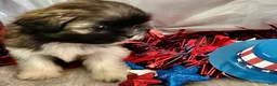 Shih Tzu dogs for sale: Zane - Ad 14