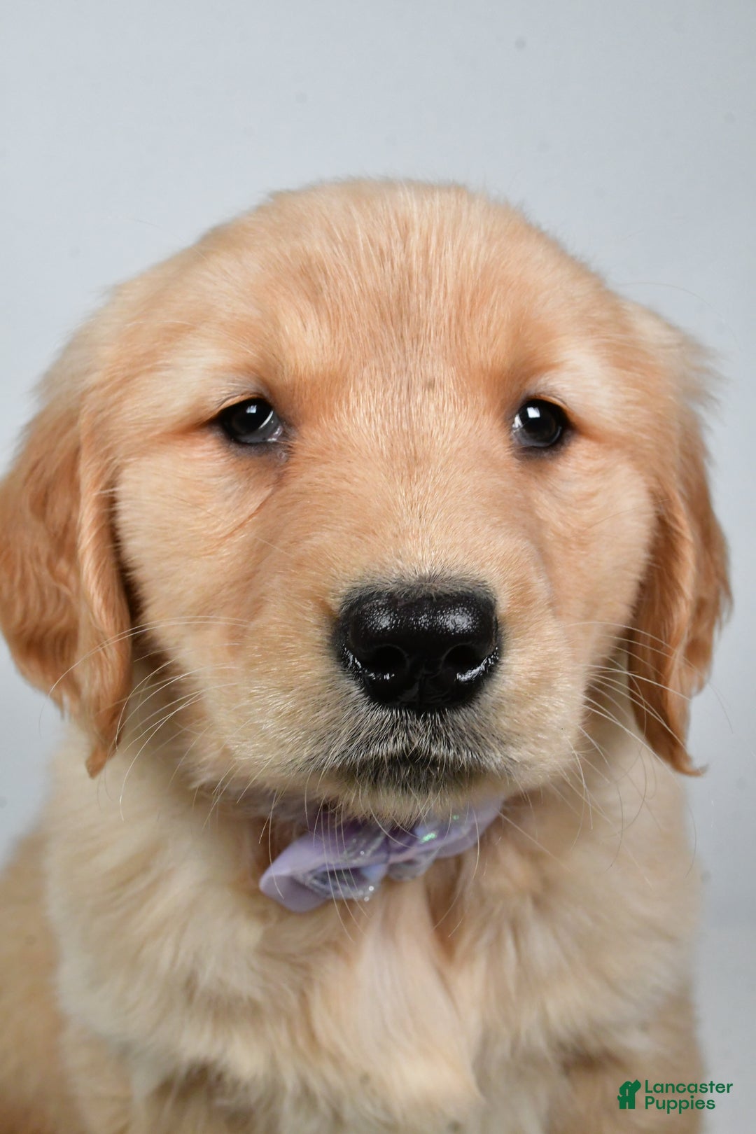 Golden Retriever dogs for sale: Lilly - Ad 5