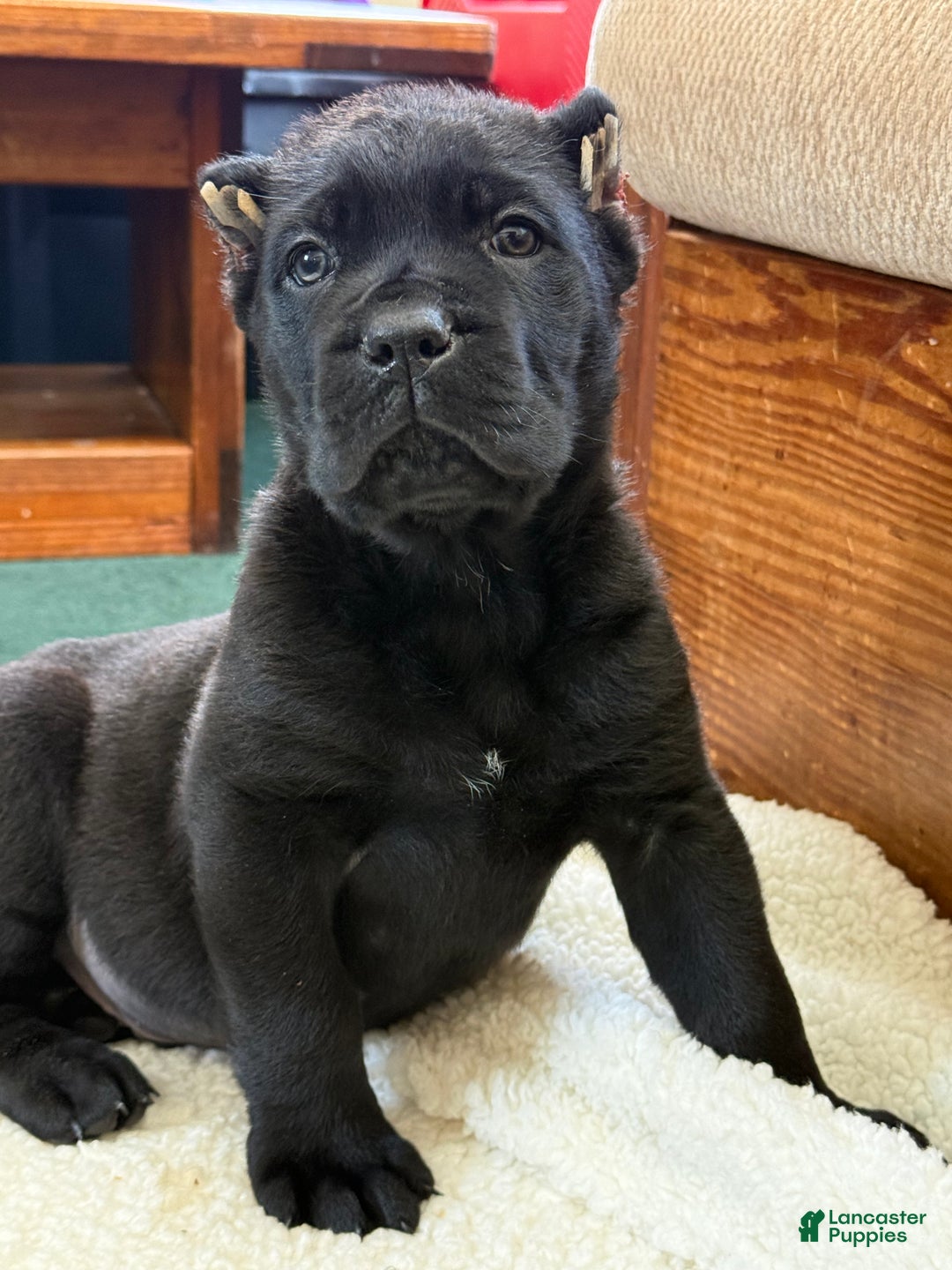 Cane Corso dogs for sale: Axle - Ad 2